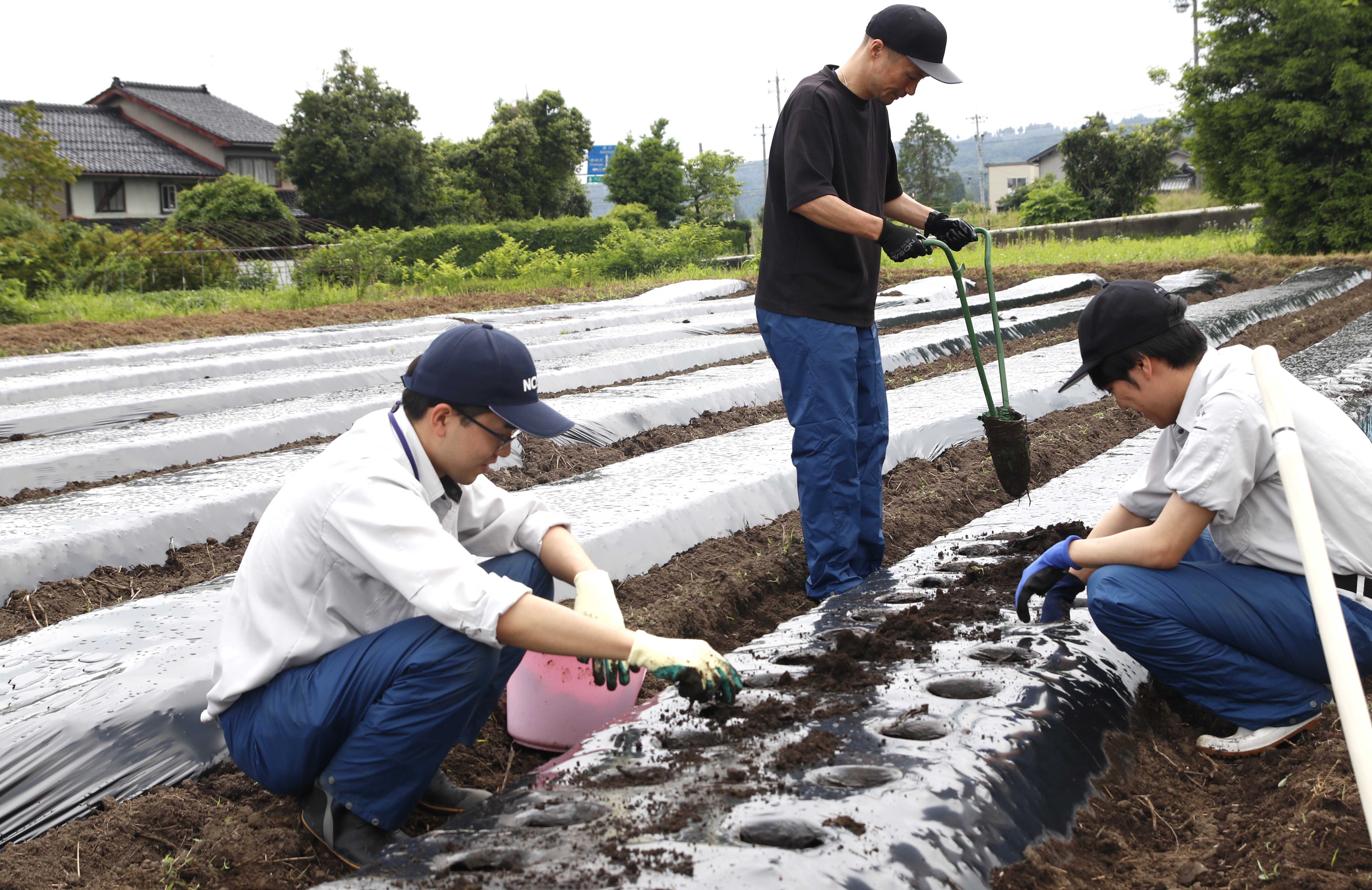 定植作業