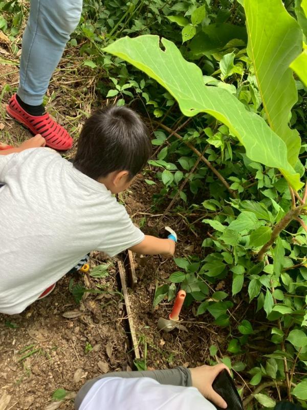 植樹