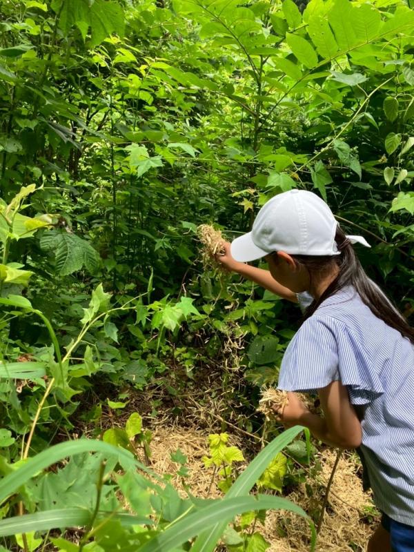植樹