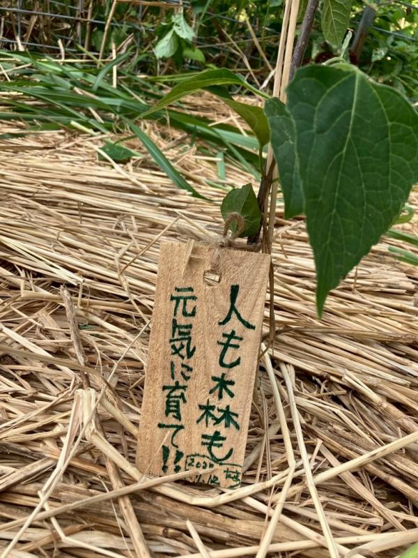 植樹