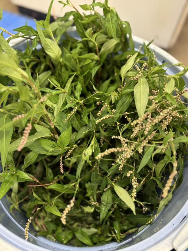 草木染