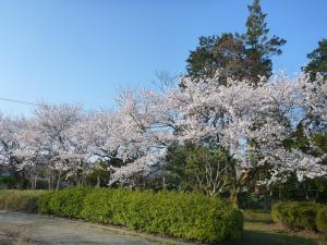 上経田中央公園桜