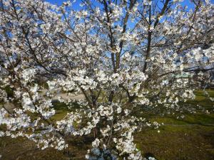 上経田中央公園桜②