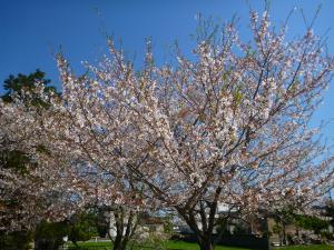 上経田桜