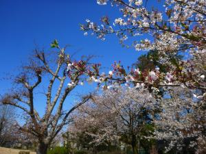 上経田桜②