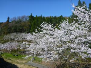 大岩桜