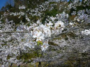 大岩桜②