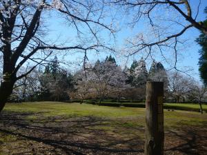 眼目桜