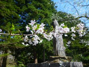 眼目桜②