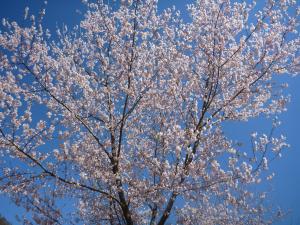 伊折桜②