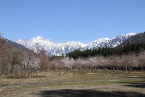 伊折桜