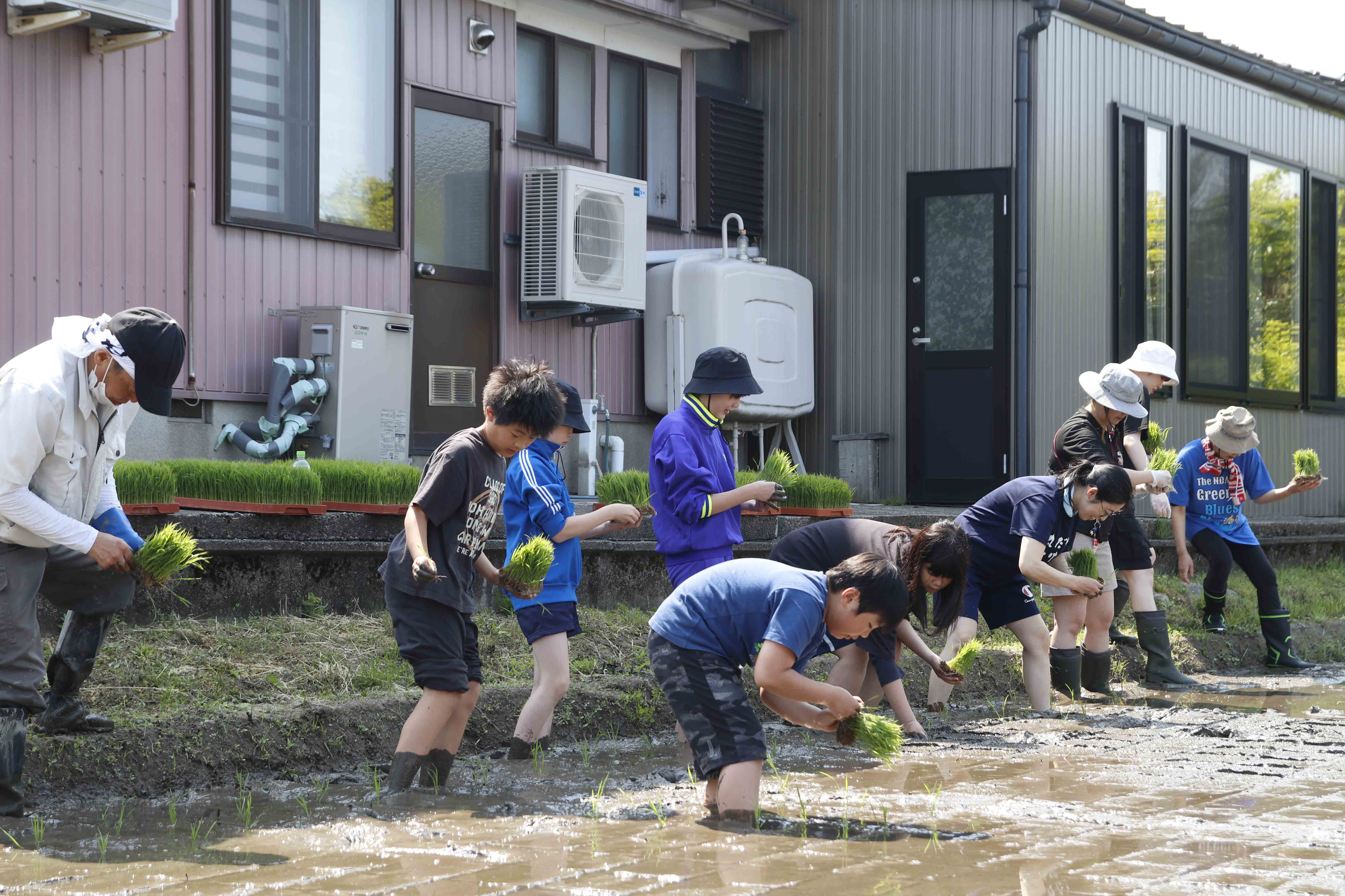 田植え開始