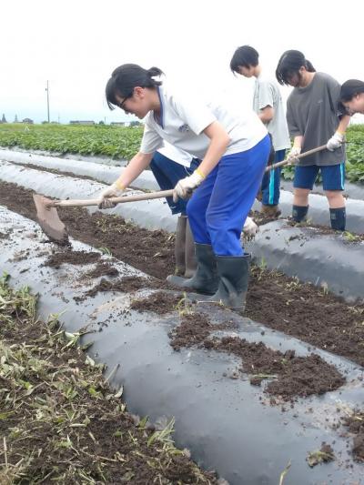 植付4